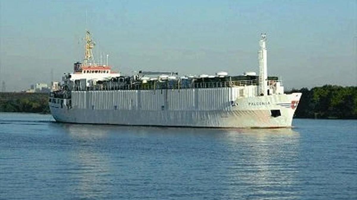Fourteen-hundred head of dairy cattle are set to be loaded onto the M/V Falconia on Tuesday.