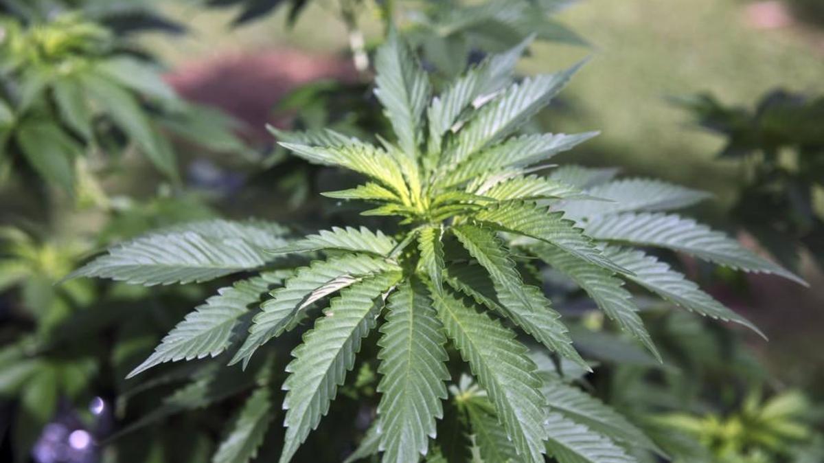 Washington state is seeking input on whether to allow limited home grows for recreational marijuana consumers.