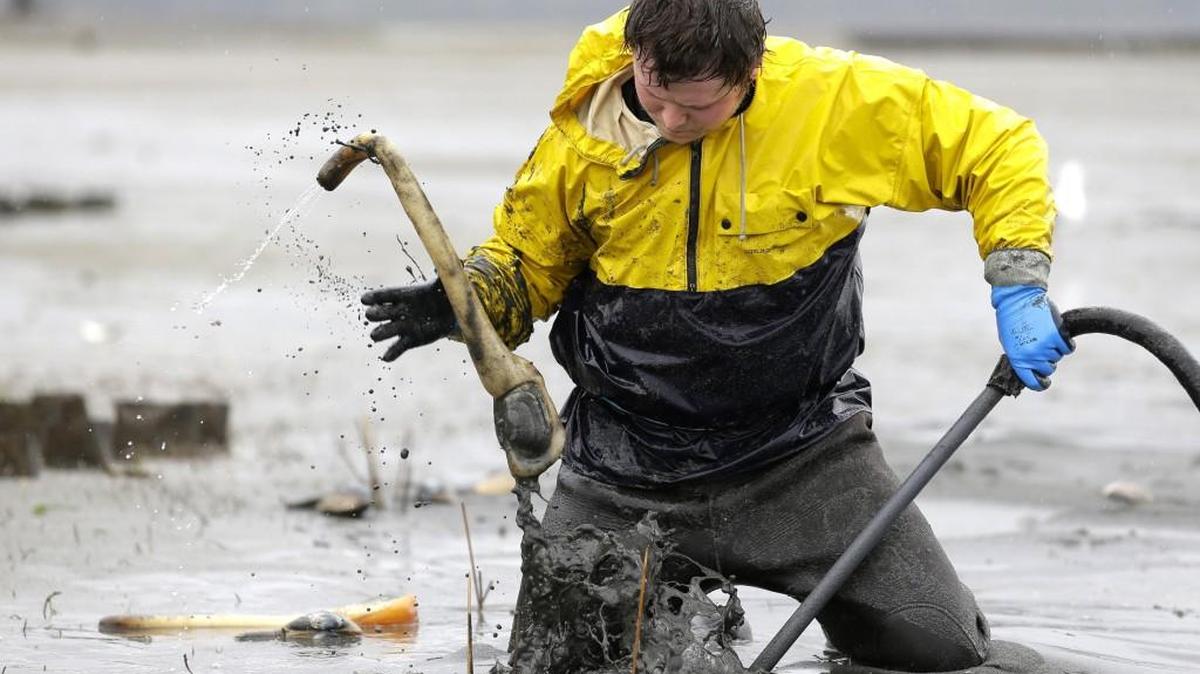 Shelton-based Taylor Shellfish, which also grows geoducks, like the one shown here, announced Friday that it had acquired Ekone Oyster Co. in Bay Center.