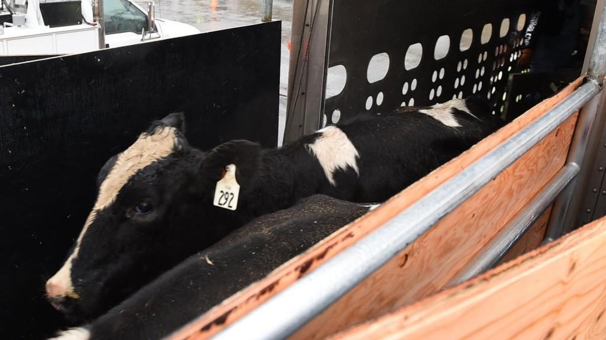 Operations continue Nov. 17th at the Port of Olympia as 1,400 dairy cows destined for Vietnam are loaded onto the cargo ship Falconia.