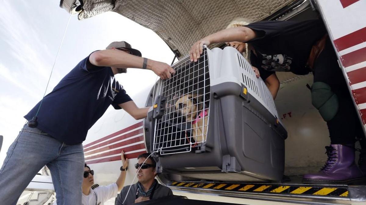 Volunteers at Boeing Field in Seattle on Wednesday unload one of 35 dogs flown from Texas shelters to make space for companion animals rescued in the Hurricane Harvey aftermath. The dogs arriving in Seattle were already in Texas shelters when Harvey hit and are being transferred to Seattle-area shelters so animals displaced from the flooding can be cared for in Texas until they can be reunited with their families there.