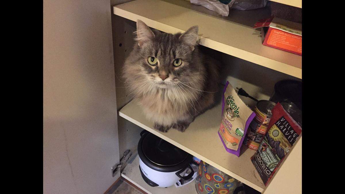 Meet Elsa, who sometimes sneaks into the treat cupboard at home. Elsa’s human is Dusti Demarest, editor of The Olympian.