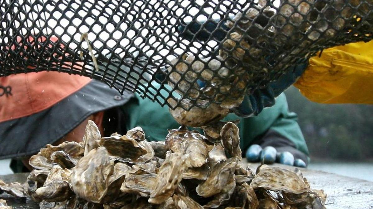 Volunteer Paul Maury unloads a harvested sack of Pacific oysters Wednesday morning at the Henderson Inlet Community Shellfish Farm.