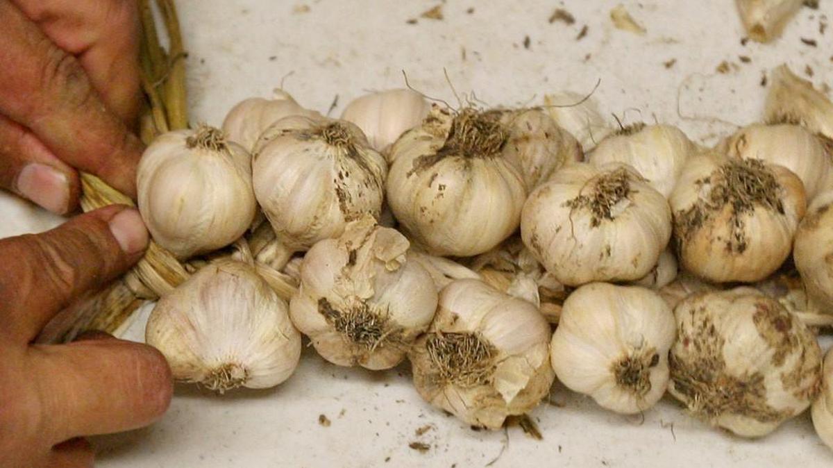 21st annual Garlic Fest is Aug. 25-27: Get your tastebuds ready for Garlic Fest at the Southwest Washington Fairgrounds, 2555 N. National Ave., Chehalis. Featuring garlic-themed food, live music, kids activities, a beer garden and shopping in the Country Chicks & Friends section. Admission is $5, $4 for seniors and military, with kids younger than 7 getting in free. Info: http://southwestwashingtonfair.net/
