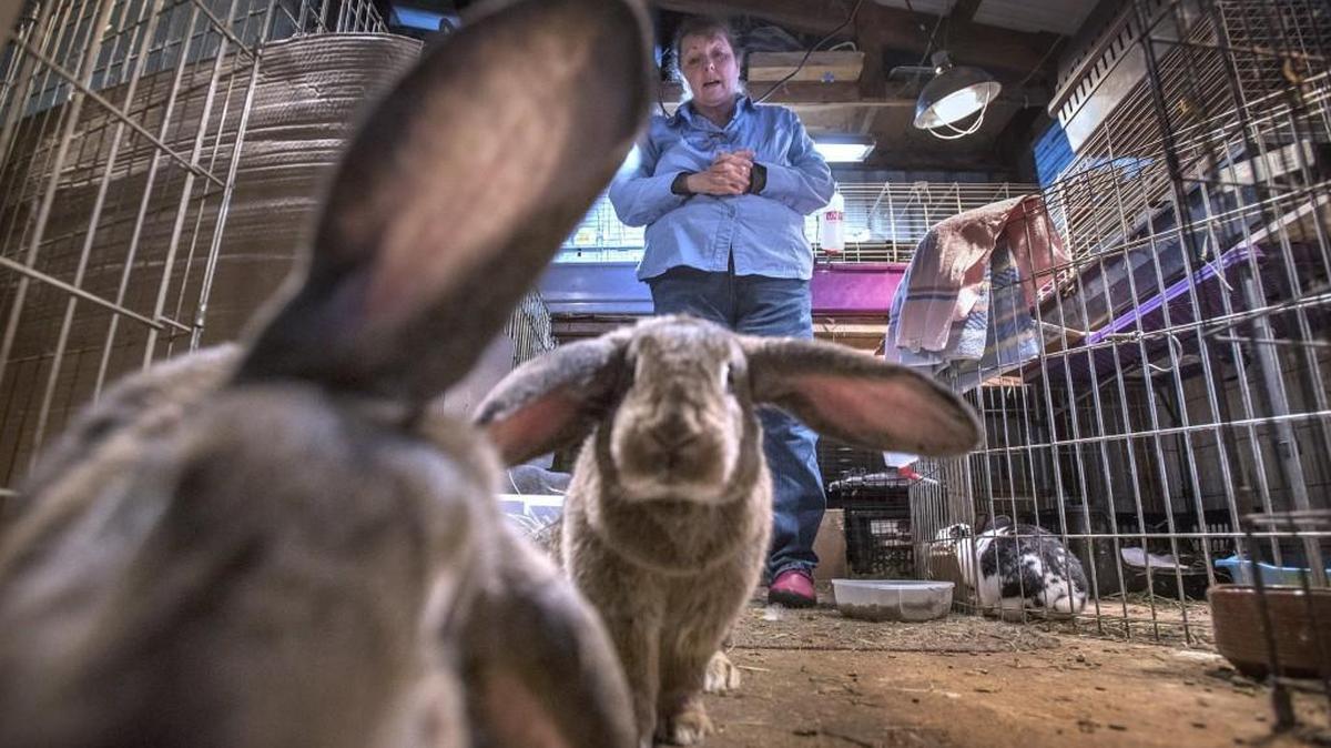 Edith Emerson checks on Quintessa, left, Guinevere and 18 other rabbits — the last remaining from 70 total — that she saved last year from running loose near her farm in Rochester, shown here on Saturday. “This is just to save their lives, get them placed and move on,” Emerson said. “This is not a rescue.”