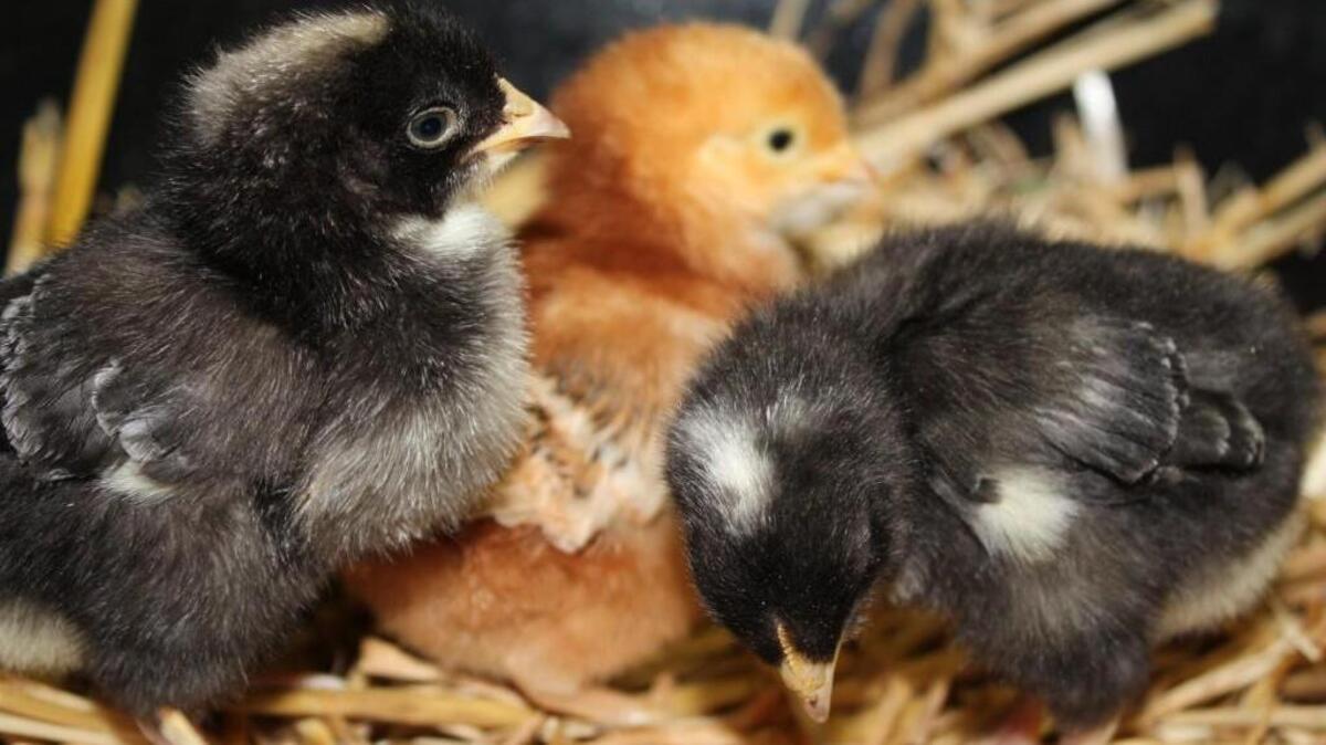 These fuzzy chicks — and symbol of spring — can also spread a disease caused by salmonella.
