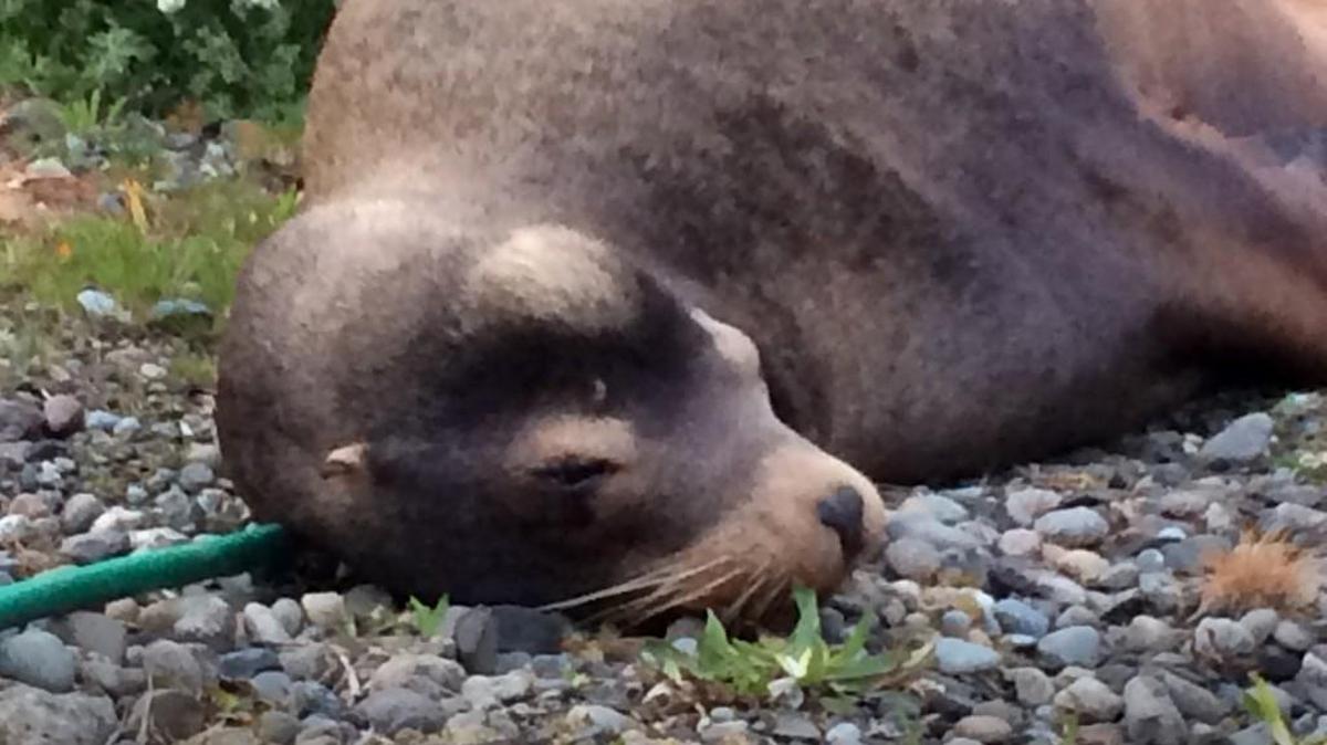 This wayward sea lion made its way some 50 miles from the ocean at Grays Harbor, including up a river, creek and drainage ditch, to a cattle farm near Oakville on April 15.