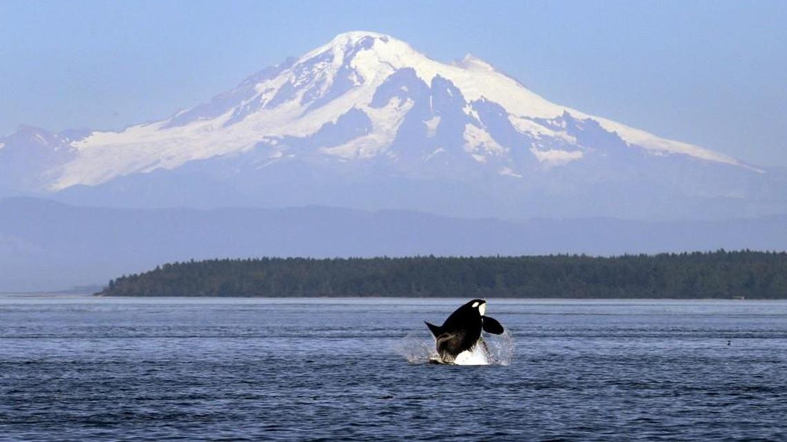 An orca breaches in view of Mount Baker in the Salish Sea in the San Juan Islands in 2015.