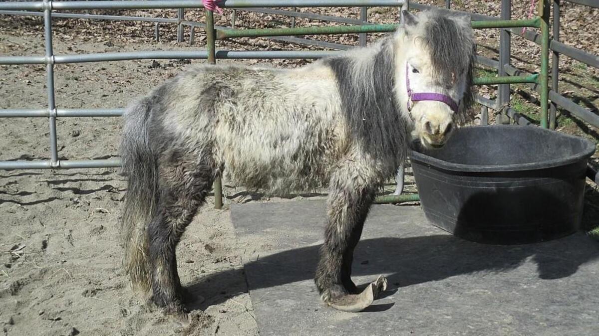 Authorities seized hundreds of animals from a property near Tenino last weekend. All of the 23 miniature horses taken had overgrown hooves.