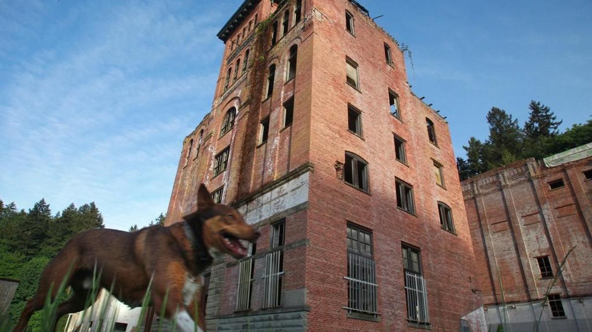 Ruger the watchdog keeps watch outside the historic Tumwater Brewery on May 14, 2014.