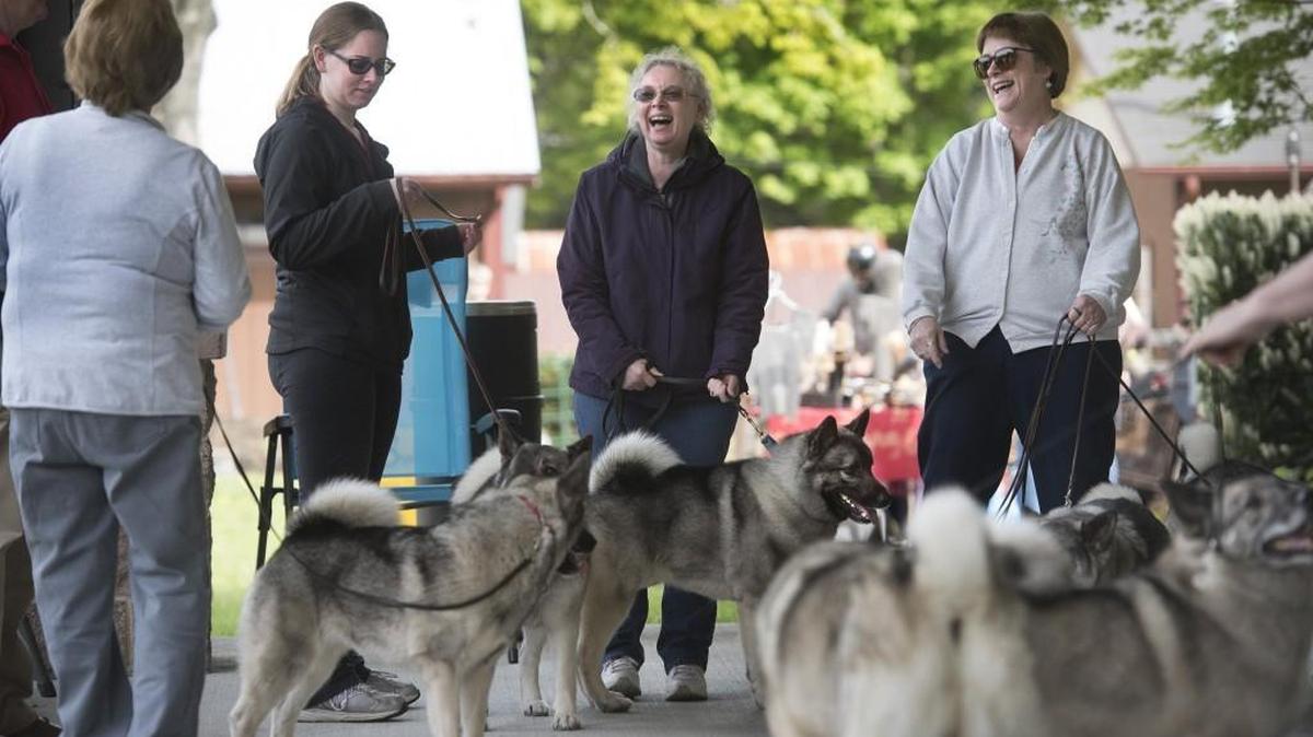 Leyia Johnson, facing, from left, her mother Elaine Johnson, both of Bellevue, and Evelyn Rheinschmidt of Port Orchard gather with their Norwegian elk hounds during the Olympia Norway Day celebration at the Thurston County Fairgrounds and Event Center in Lacey on Saturday.