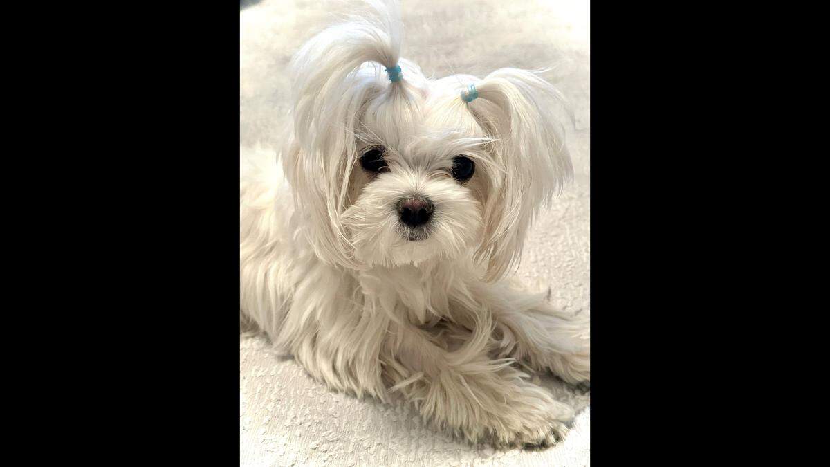 Margo the Maltese won The Olympian’s cutest dog contest in 2025.