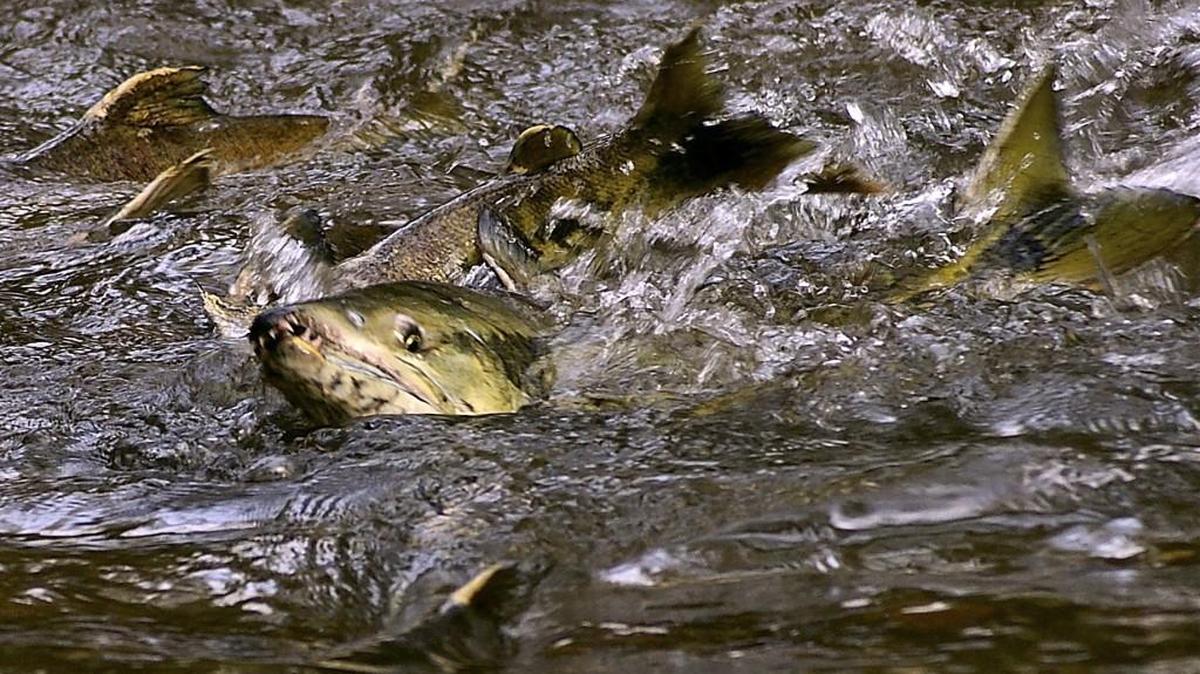 Chum salmon splashing in McLane Creek.