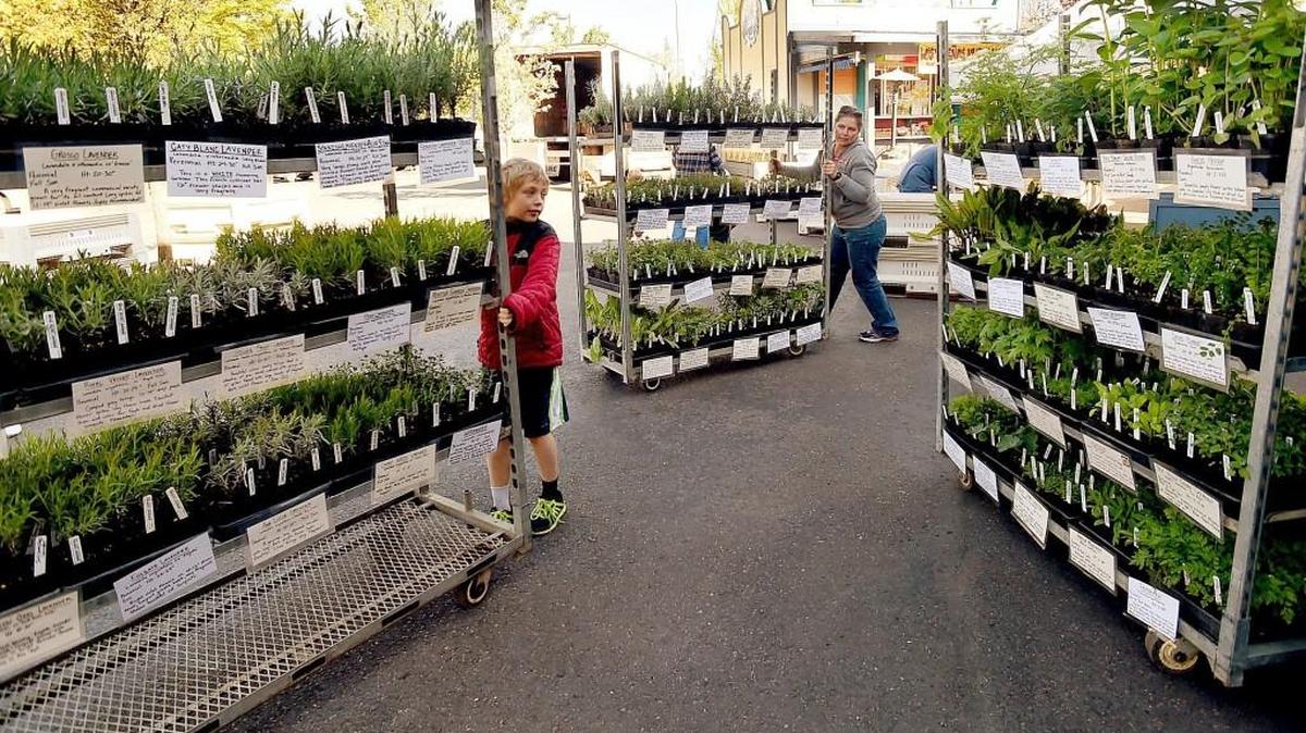 Melissa Southwick gets a little set-up assistance from her nine year-old son Taydee Evenstar who was on spring break as they prepare their Rochester-based Spring Creek Farm vendor stand last year at the Olympia Farmers Market. This year’s opening is April 6.