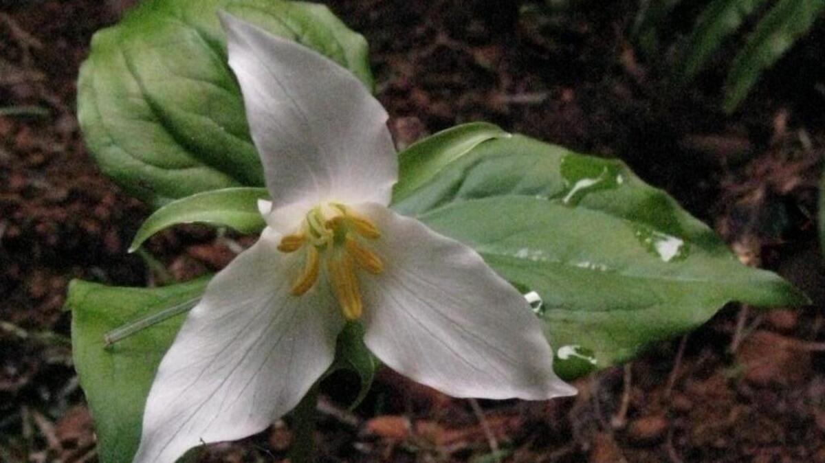Trilliums are a wildflower native to the Pacific Northwest. An event Saturday at Lake Sylvia State Park in Montesano offers glimpses of the three-petaled bloomer.