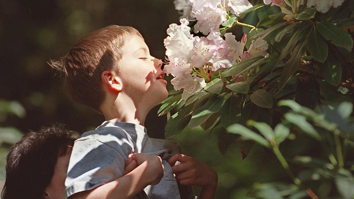 Bobby Olson smells the Loder's White rhododendron in the Zabel Rhododendron Garden in 2000. A volunteer work party is planned for Saturday at the garden, now owned by the city of Olympia and called the Springwood Parcel.