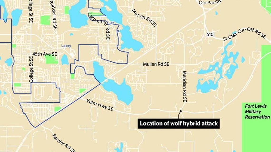 A wolf-dog hybrid attacked a 3-year-old boy Monday afternoon, according to the Thurston County Sheriff’s Office.
