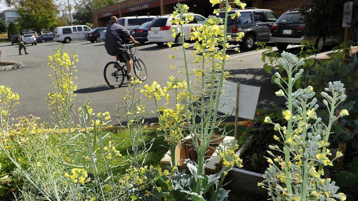 
The three new garden beds at the Olympia Timberland Library are  yielding produce and learning experiences for volunteers.
