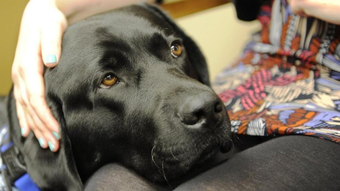 Marshal, a black Lab who works at the Thurston County Prosecuting Attorney’s Office, arrived in Las Vegas on Saturday to help victims of the Oct. 1 shooting.