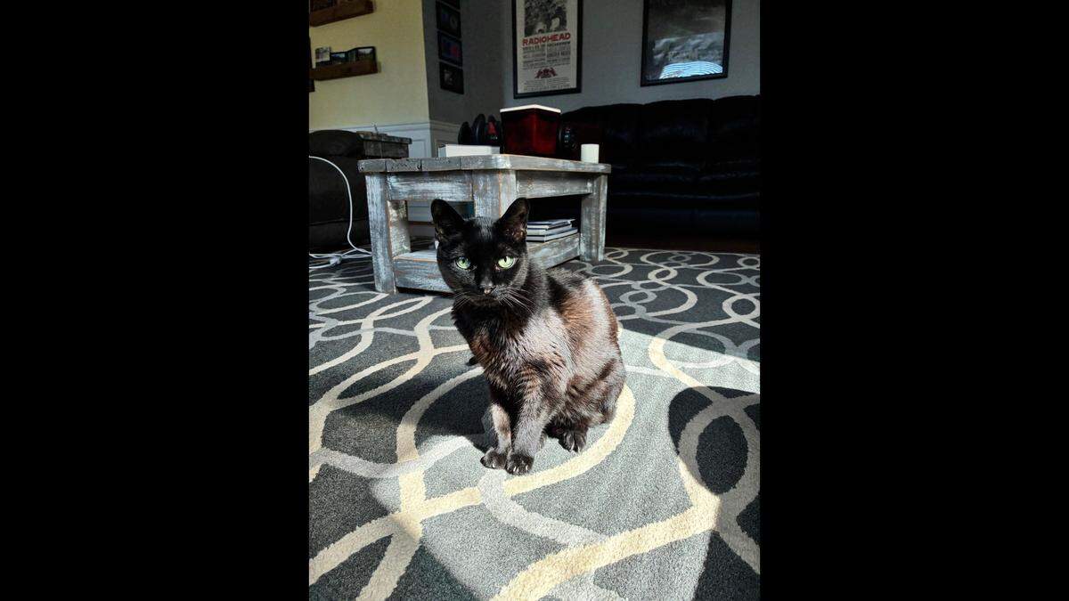 Spider got his name because he scampered like a spider when he was a kitten.