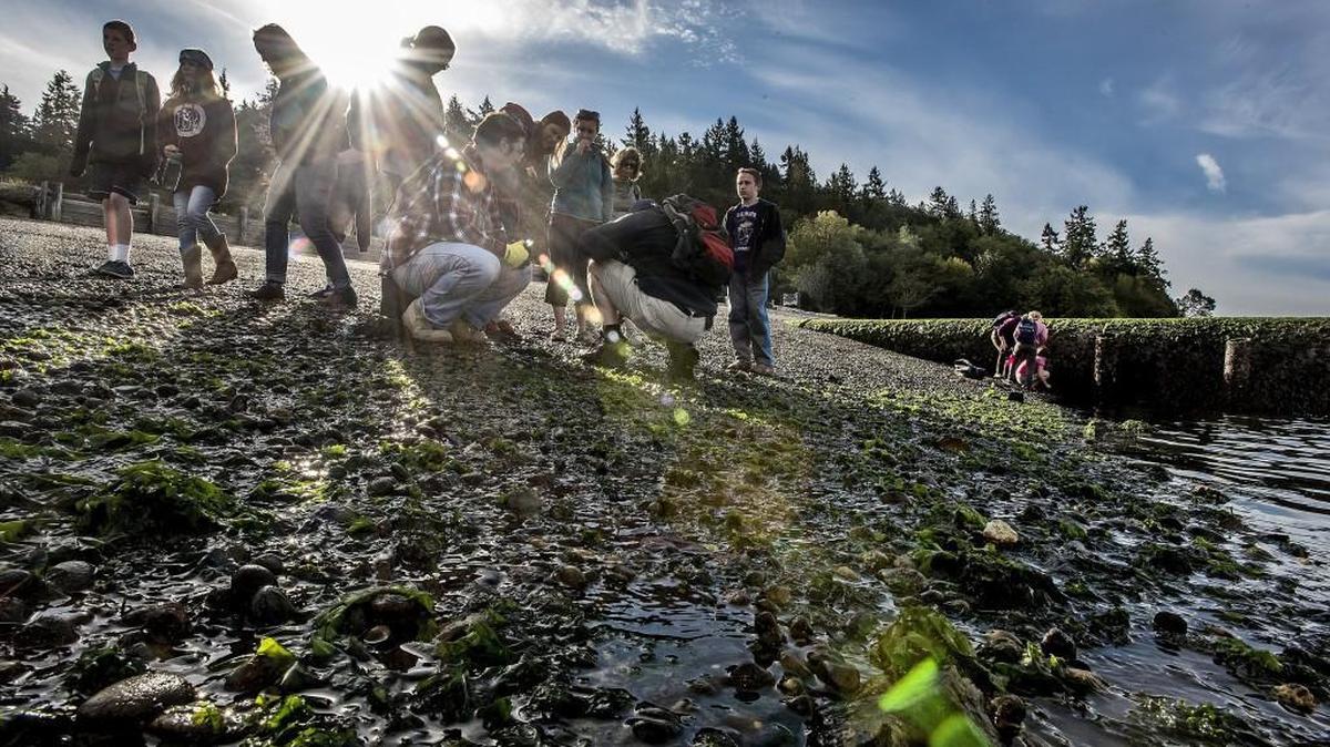 
Students, parents and teachers comb tidepools looking for marine life. About 45 students were at at Camp Colman in Pierce County’s Key Peninsula Thursday, for an Outdoor/Environmental Education program. After years of a decline in enrollment, the Marshall Alternative Program, which was once a highly sought after alternative middle school program in the Olympia School District, underwent a big makeover. It’s now called CSI, which stands for Citizen Science Institute, and includes weekly “field investigations” for students.

