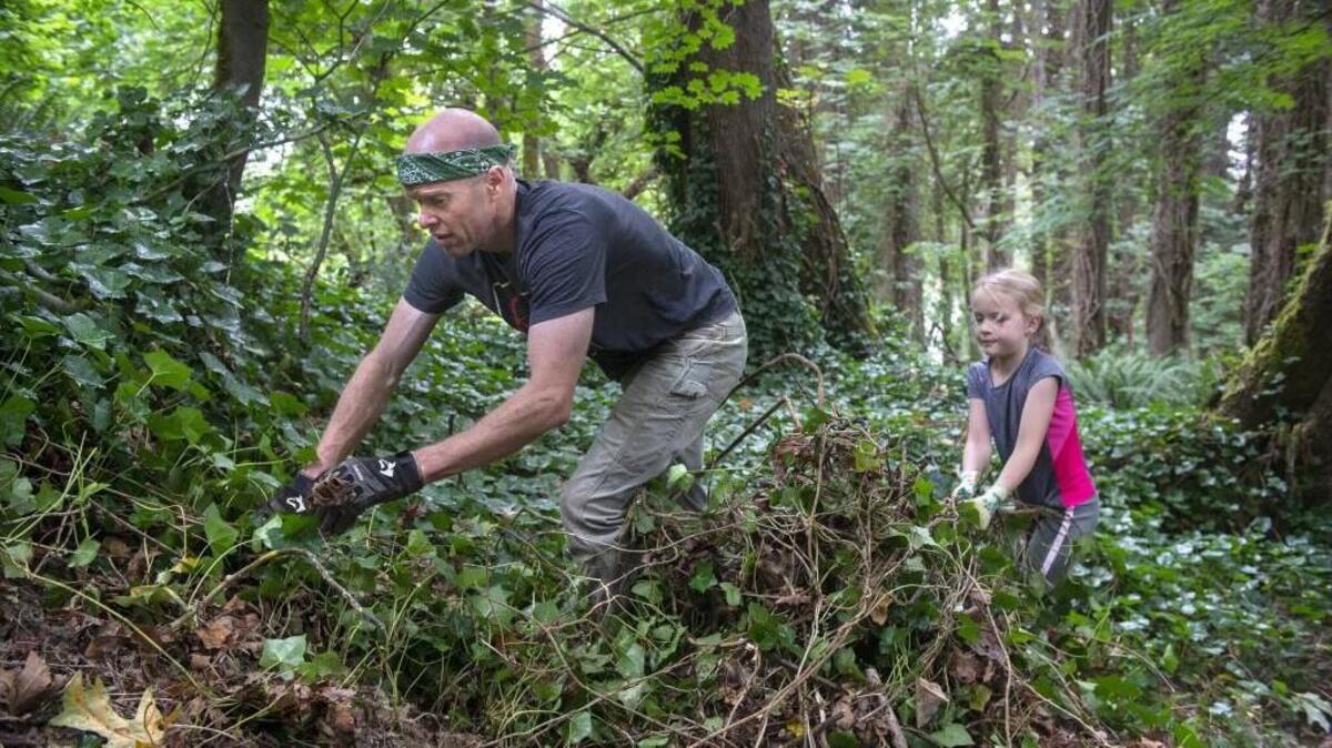 Matt Thompson and his daughter, Claire Thompson, 8, pull invasive English ivy from a trail through West Bay Woods in west Olympia on Saturday.
