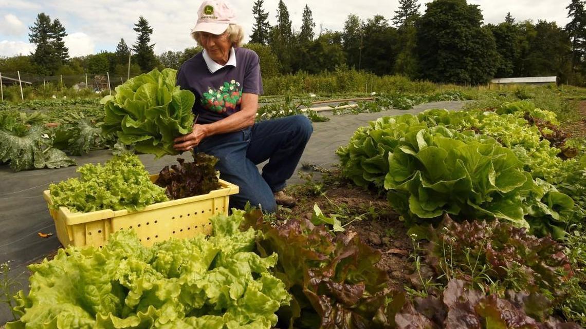 Jan Pigman, shown harvesting lettuce Thursday at her Nisqually produce farm, has battled the proposed Lakeside asphalt plant, fearing it could contaminate the groundwater and harm the environment.