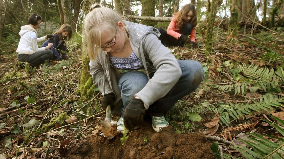 The City of Olympia Parks and Water Resources departments and the Stream Team hope to plant approximately 1,300 live stakes and native plants at Mission Creek Nature Park on Saturday as part of a Martin Luther King Jr. Day of Service project.