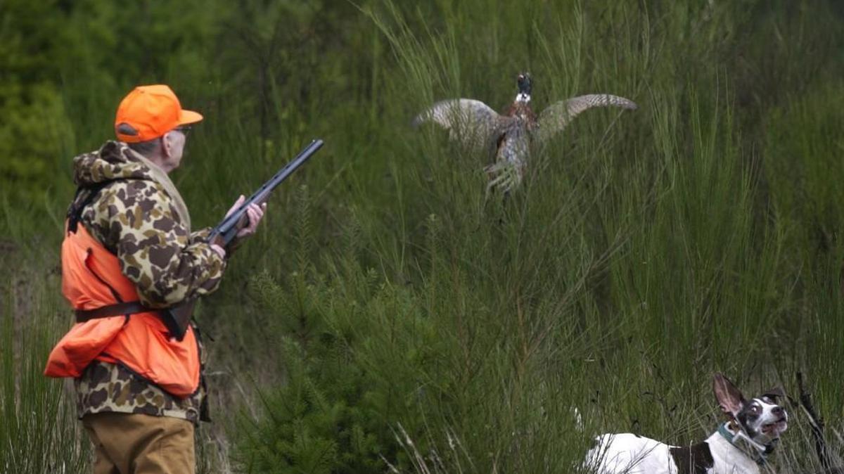 A hunter and his dog react as a ringneck pheasant takes flight. Pheasant hunting at the Scatter Creek Wildlife Area will start later this month, despite damage from a recent wildfire.