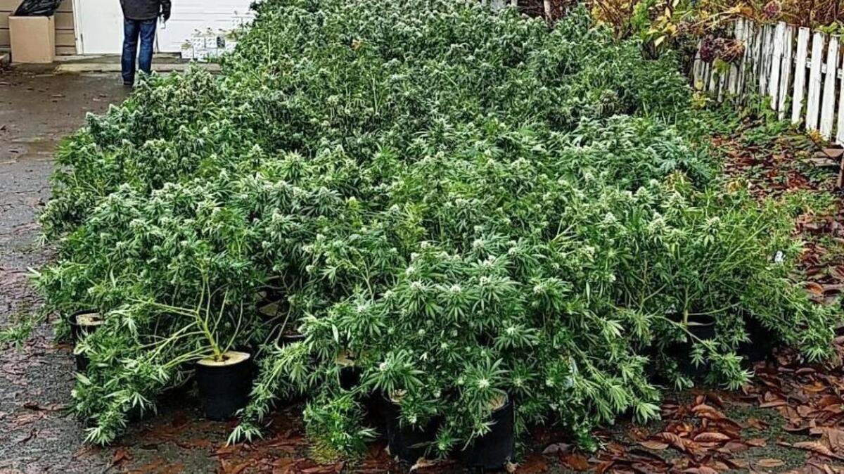 While the legal marijuana trade is booming in Washington, large-scale illegal pot grows with out-of-state ties, many in converted homes in residential areas, are increasingly cropping up like weeds in rural Lewis County communities. Here are some of the 8,000 plants that have been seized in the past year as the result of raids on seven grow operations.