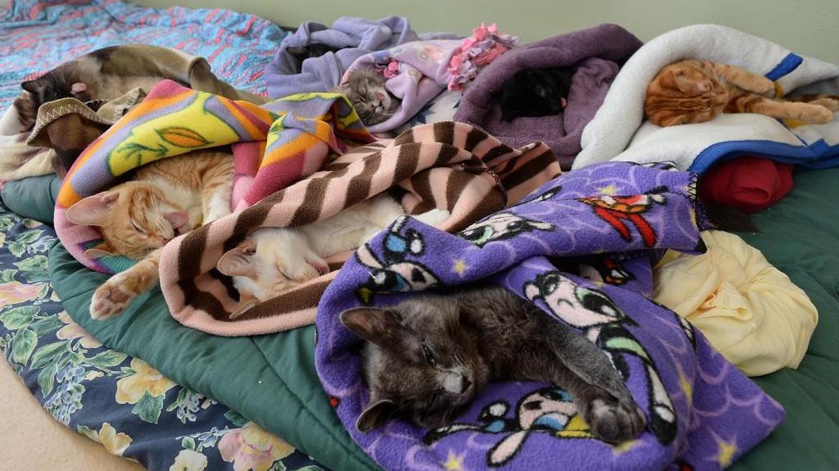 Swaddled in cozy blankets and laying on a heated pad, these cats are monitored as they awake from anesthesia following surgery.