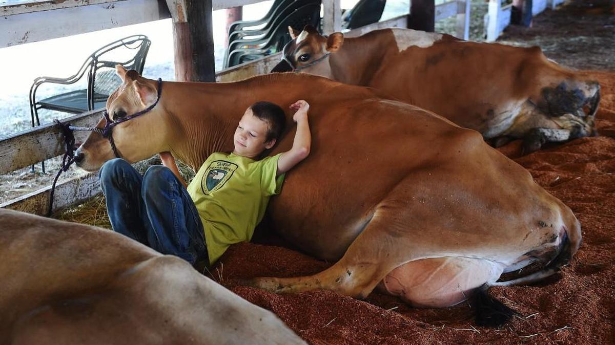 At last year’s Thurston County Fair, Simons Barn Kolton Meek showed Maddie, his Jersey cow. The 2016 fair opens Wednesday (Aug. 3).