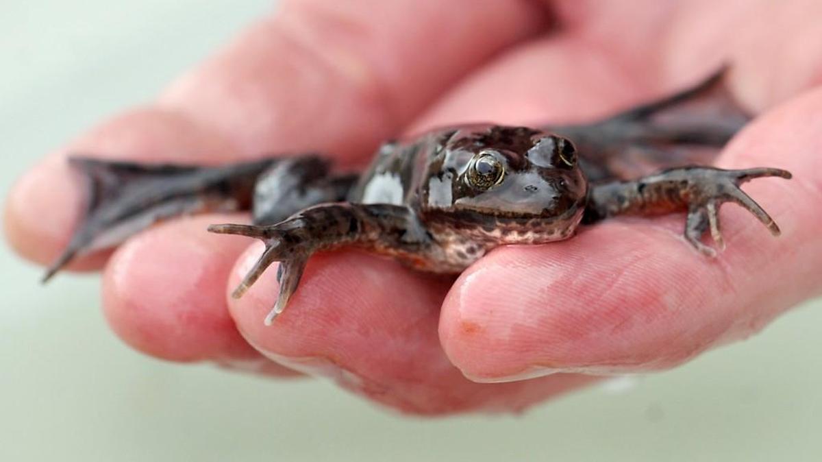 In this file photo from Nov. 2009, an Oregon spotted frog waits its turn to be released into Dailman Lake on Joint Base Lewis-McChord.
