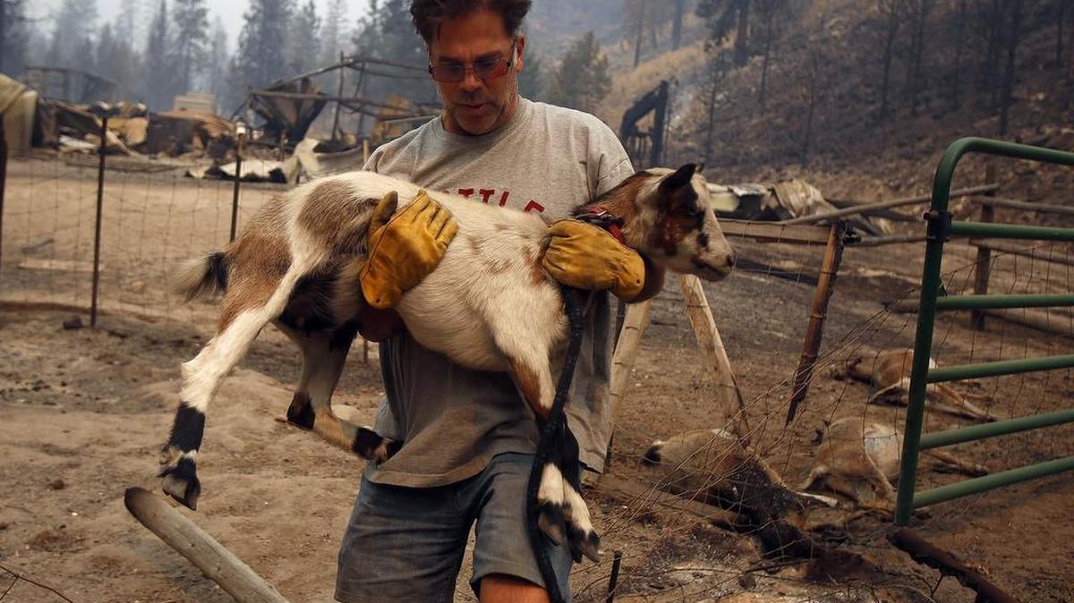 
Todd Quinn on Saturday grabs one of his goats that survived the firestorm that swept through his ranch Friday in the neighborhood of Antoine Creek outside of Chelan.
