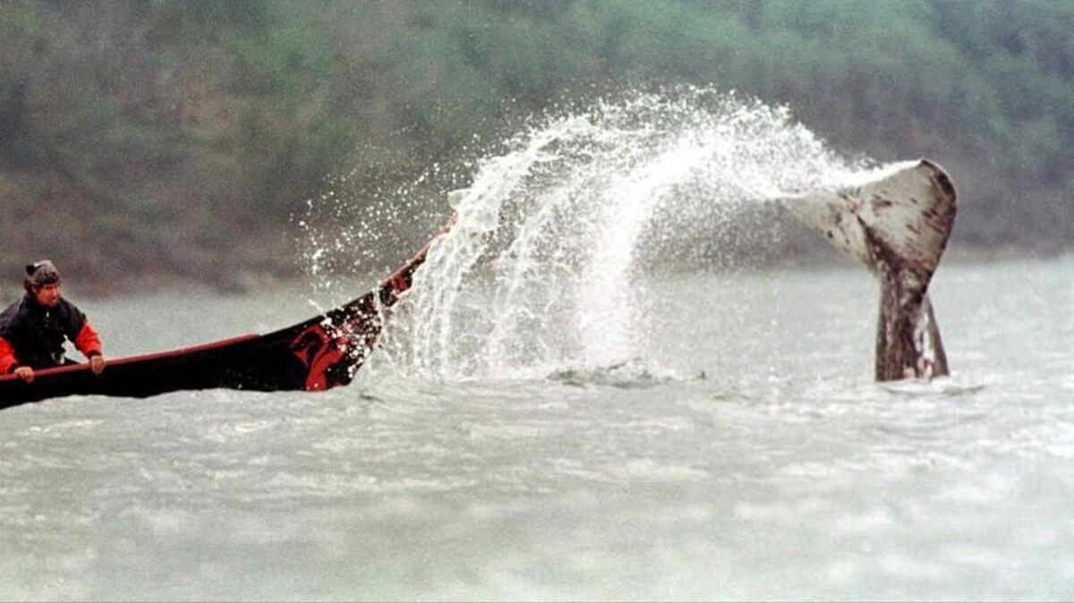 Theron Parker, the Makah Indian Tribe's harpoonist, watches a gray whale dive after a missed harpoon throw during the 1999 hunt in Neah Bay.