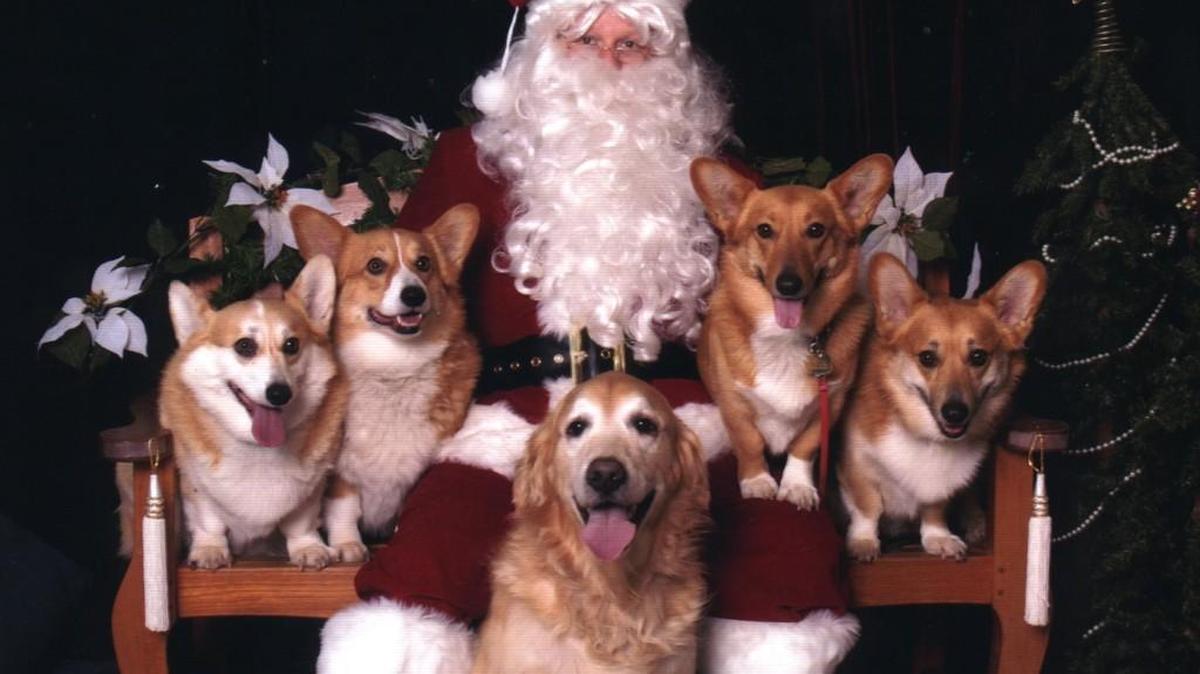 You can get your pet’s picture taken with Santa from 6-8 p.m. daily through Dec. 7 in the Forever 21 Court at Capital Mall in Olympia.