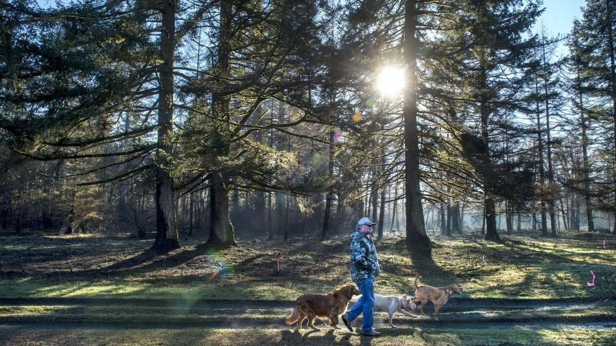 Kurt Snyder of the Washington Waterfowl Association walks in the Scatter Creek Wildlife Area on Thursday. Snyder and fellow volunteers maintain nesting boxes for wood ducks along Scatter Creek.