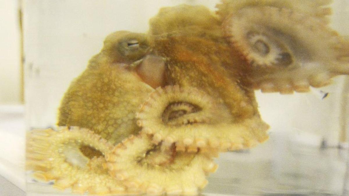 
Sticky, a red octopus, presses himself against the glass of the jar he is being transported in, at the Rosario Beach Marine Laboratory in Anacortes. An exciting summer recently came to a close for 59 college students studying marine biology at a beach-side campus on Rosario Bay. 
