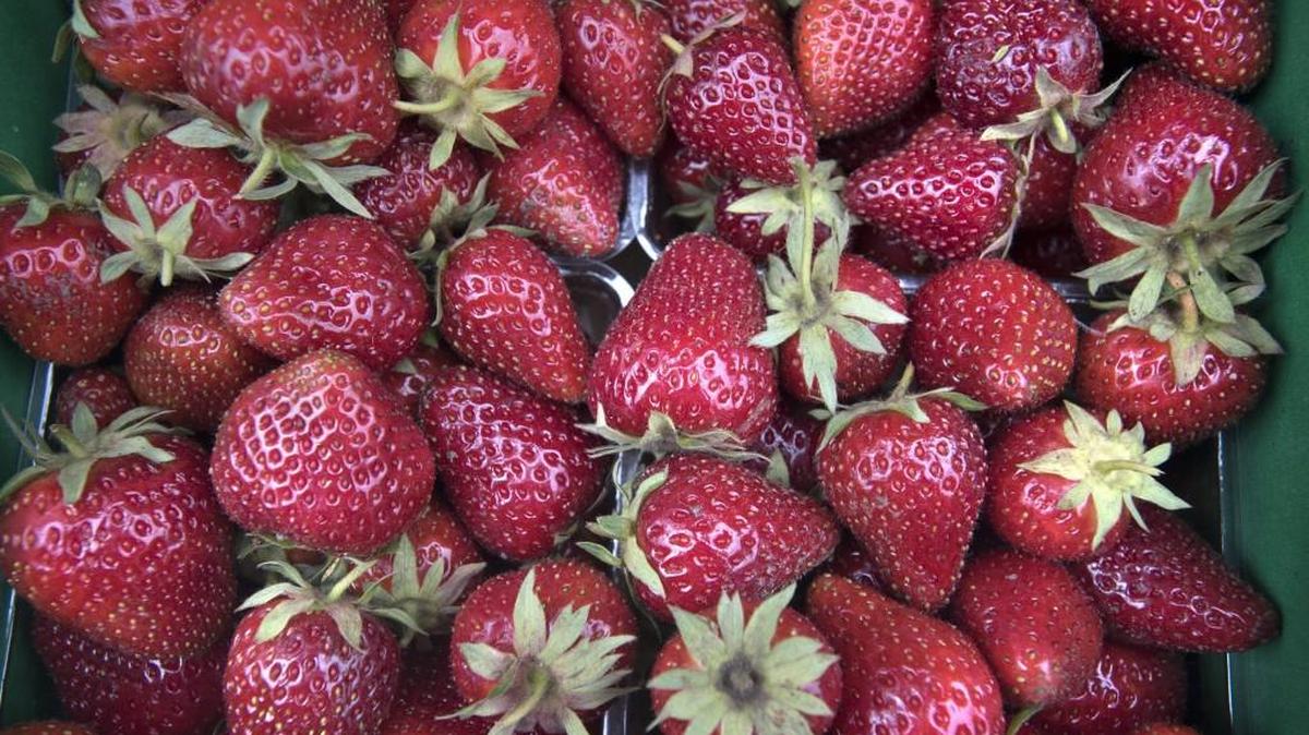 Fresh-picked strawberries wait for purchase at the Spooner Farms strawberry stand on Yelm Highway in Lacey on Wednesday.
