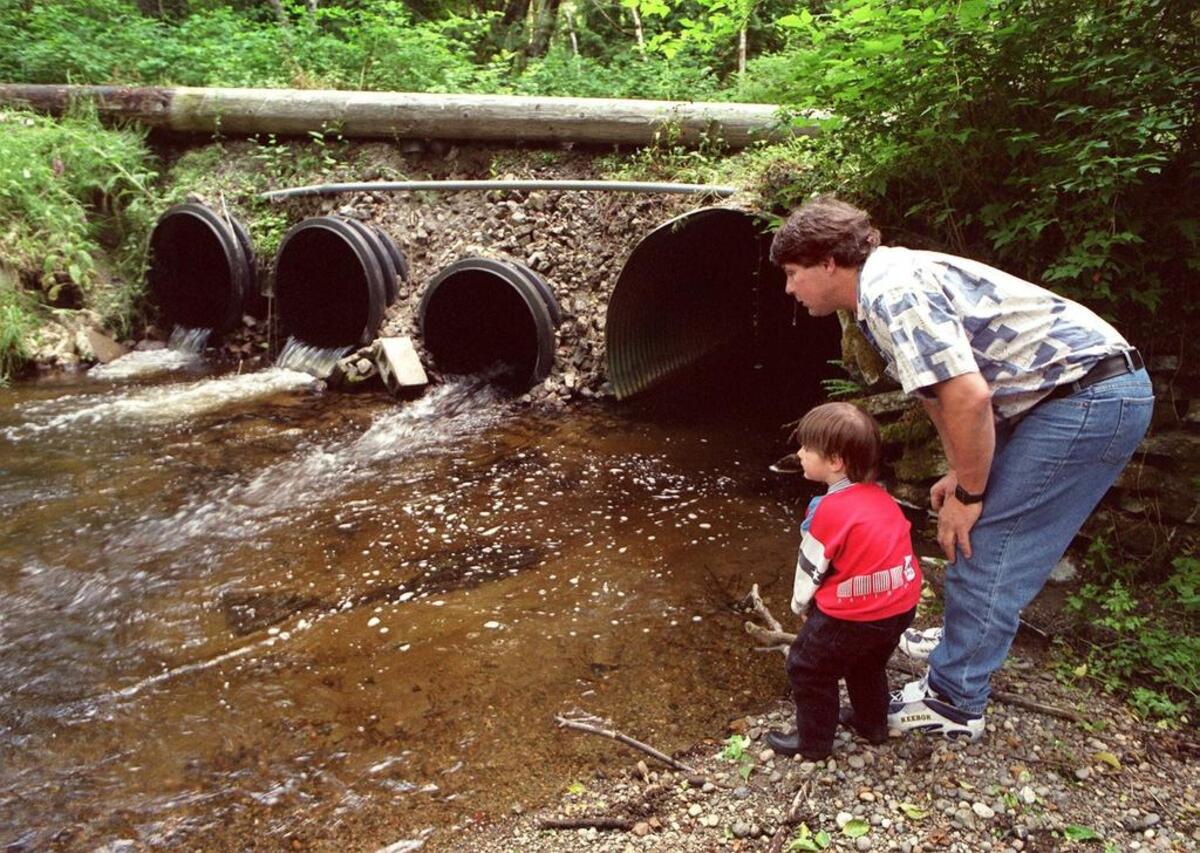 Larry Oathout inspects Minter Creek on the Key Peninsula with his son Solomon.