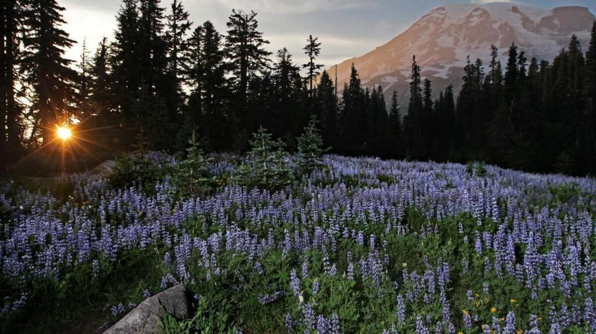 The setting sun casts a glow on Mount Rainier as a meadow of lupine is consumed in a gathering dusk in the subalpine meadows above Paradise in August 2012. The park’s wildflowers are expected to be in bloom now through early fall.