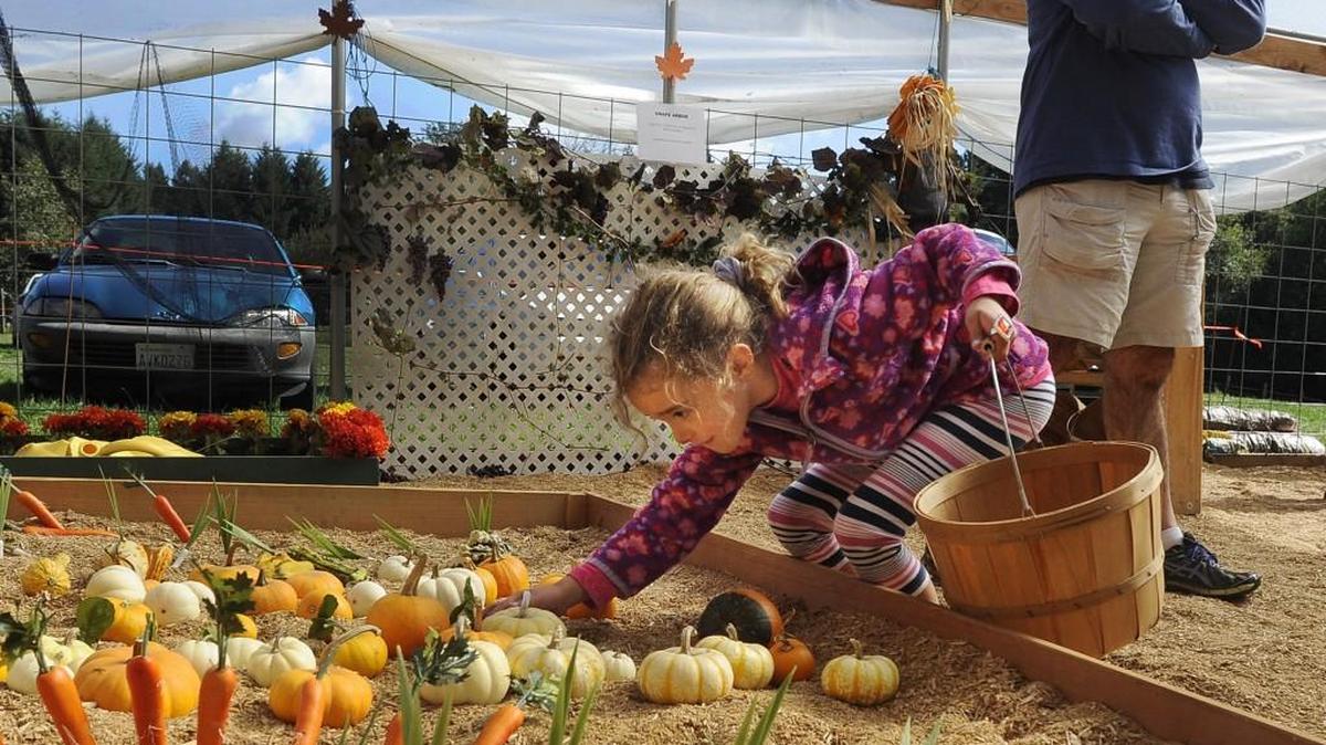 Five-year-old Annabel Liberty harvests some produce Sunday in the popular make-believe country garden at Lattin’s Country Cider Mill and Farm in southeast Olympia as dad Greg looks on.  This weekend, Lattin’s began its annual Applefest. There’s plenty to do at the farm besides drink cider and eat fritters.