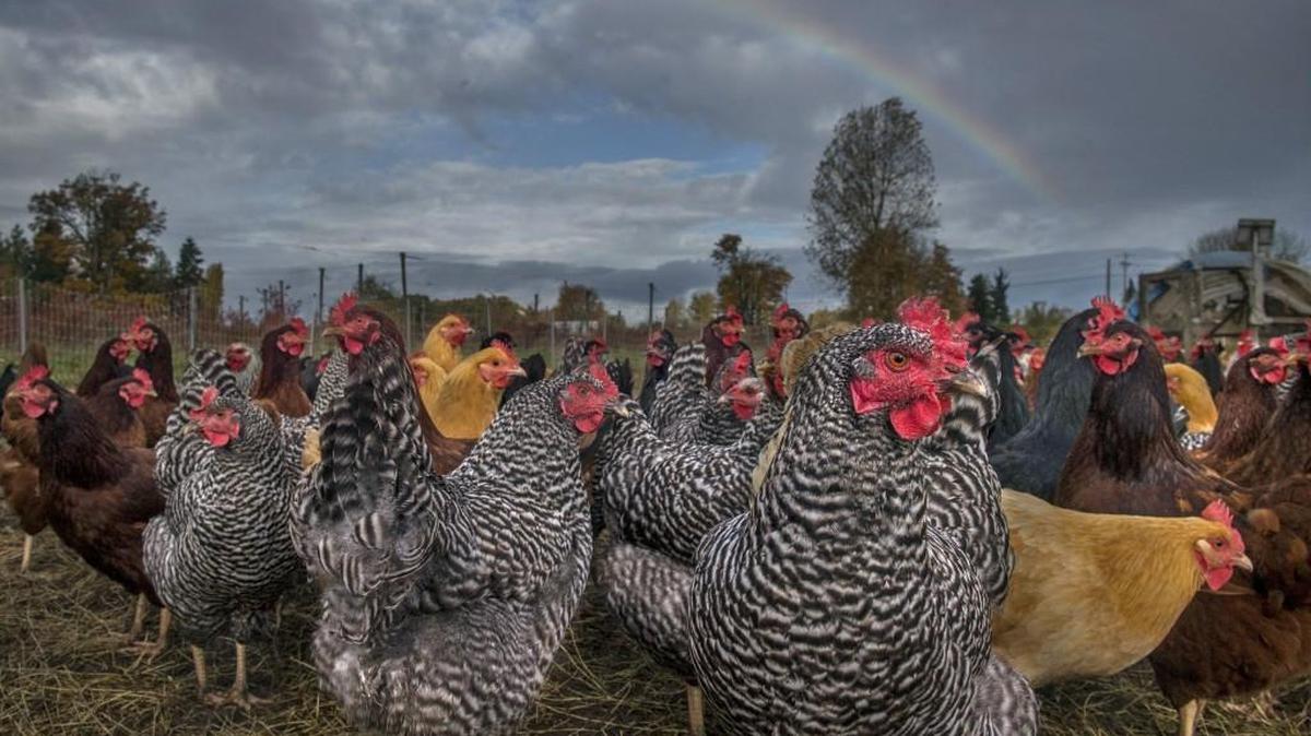 The Thurston County Economic Development Council and Centralia College will host a public Agriculture Education Forum from 6 to 8 p.m. Tuesday at Tenino High School to talk about agriculture in our region and how Centralia College can provide job-training programs to support and stimulate the agricultural economies.