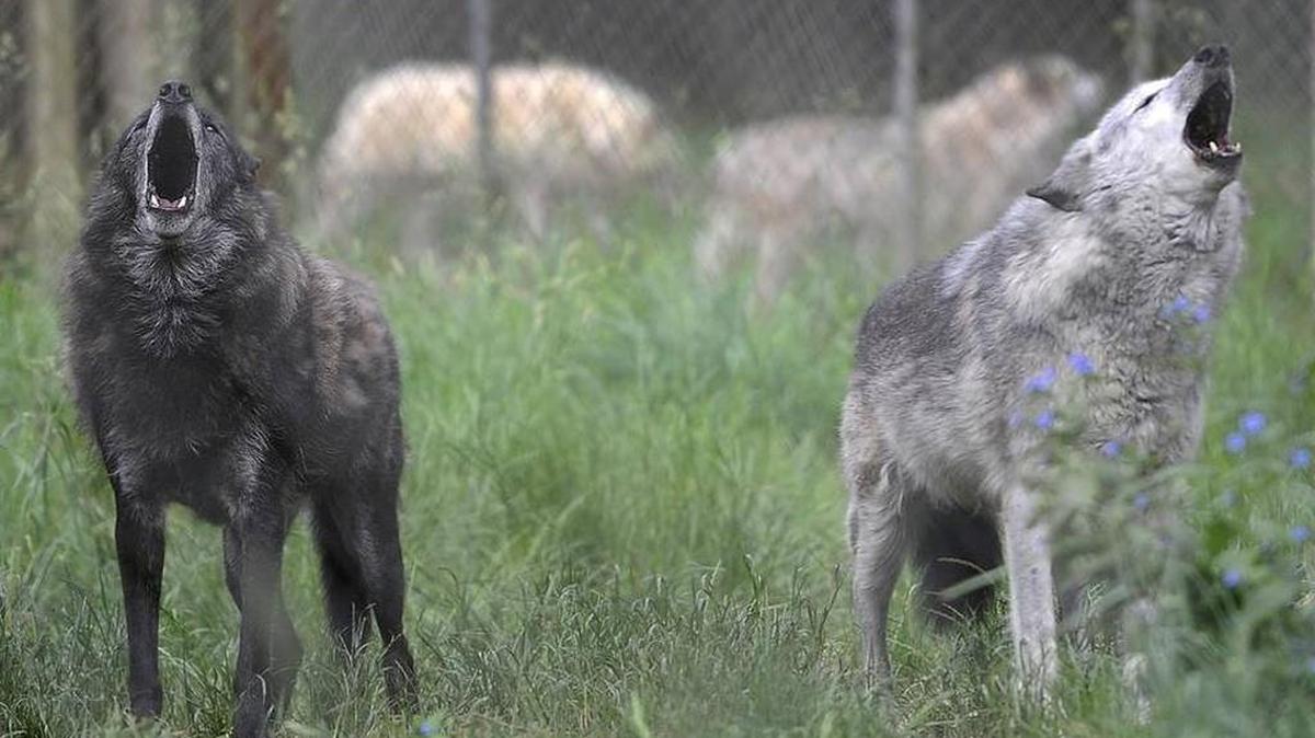 
Wolf-dog mix Caedus, left, and wolf Ladyhawk get in a June morning howling with rest of the Wolf Haven residents at the Tenino-based sanctuary.

