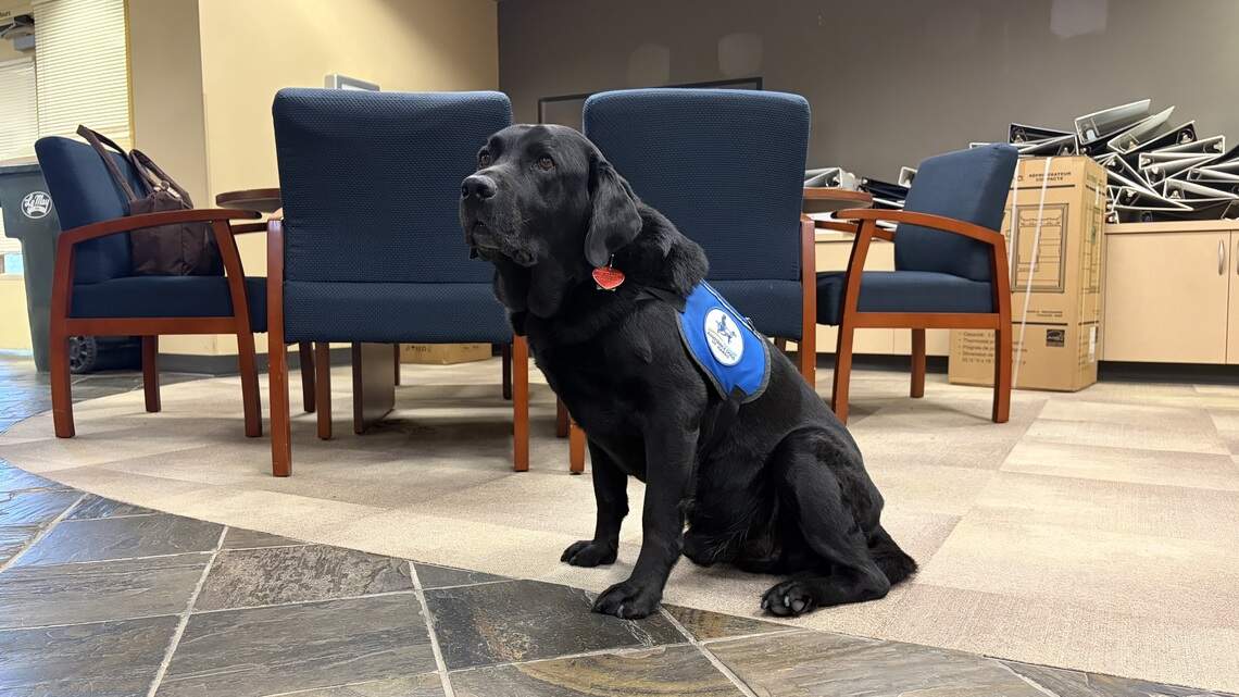 Thurston dog Marshal provided hugs for 10 years. Now, it’s time to say goodbye