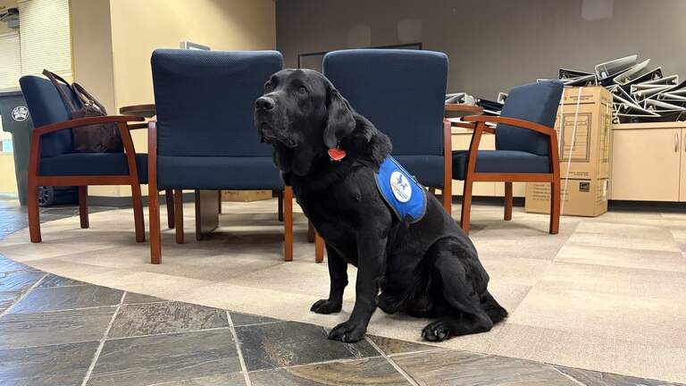 Thurston dog Marshal provided hugs for 10 years. Now, it’s time to say goodbye
