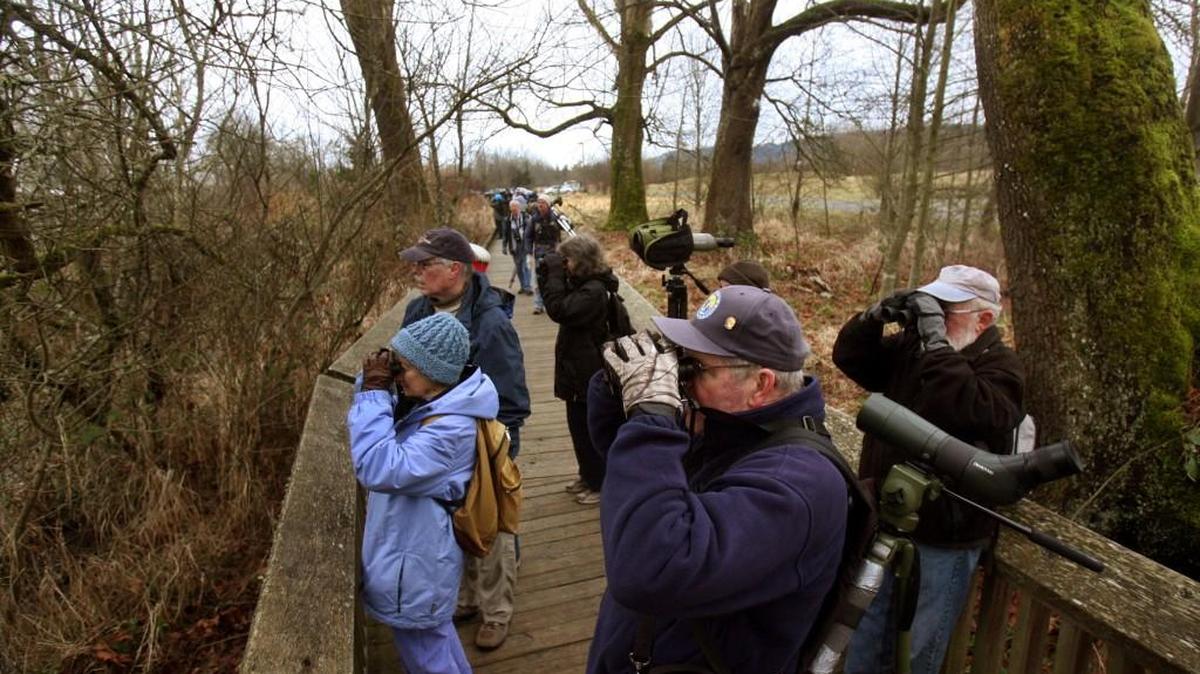 Volunteer guide Phil Kelley takes his weekly group of bird-watchers and photographers around the Billy Frank Jr. Nisqually National Wildlife Refuge while performing their regular counting and identification along the path. Starting at the Visitor Center, stopping points along the 2- to 4-mile walk include the entry road estuary, the boardwalk trail loop out to the Twin Barns and the Nisqually overlook.