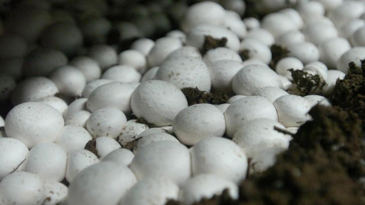 Mushrooms rest in a growing bed as their harvesting time nears at Ostrom’s farm.