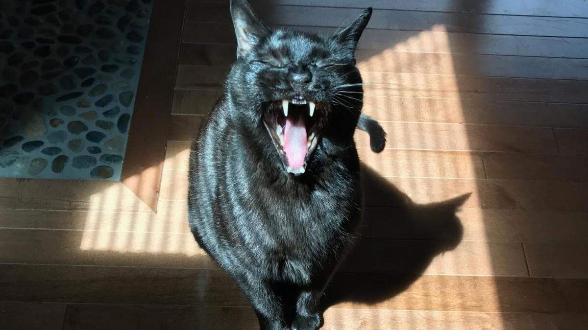 Spider, who’s almost 20 years old, was voted Olympia’s cutest cat in 2025.