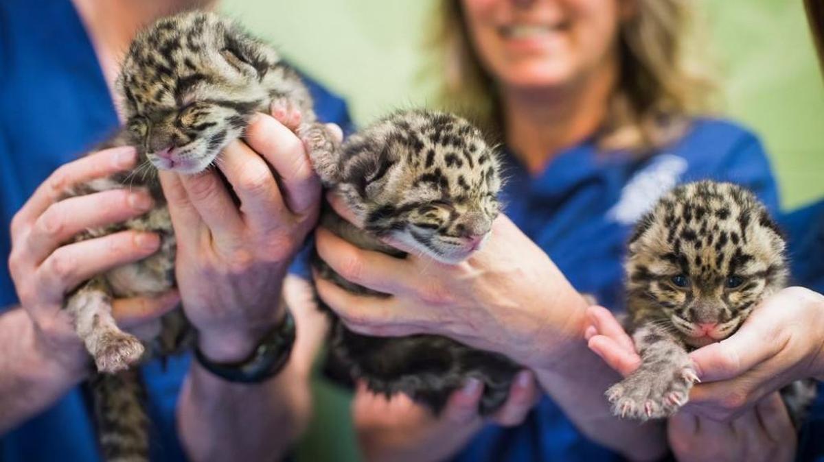 Clouded leopard cubs at Point Defiance Zoo & Aquarium.